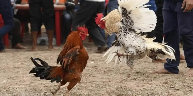 Khái niệm về đá gà cựa dao tại nhà cái AA88