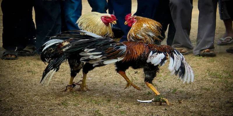 Những lợi ích khi chơi đá gà cựa dao tại nhà cái AA88