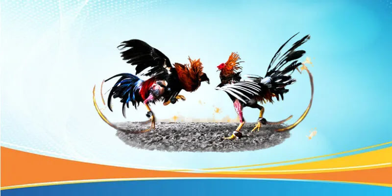 Chiến thuật cược đá gà hiệu quả