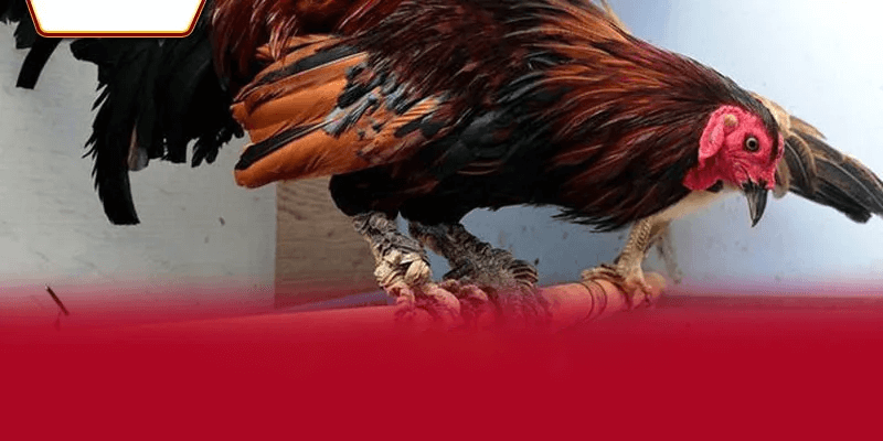 Các luật chơi và quy định trong Đá Gà Thomo AA88