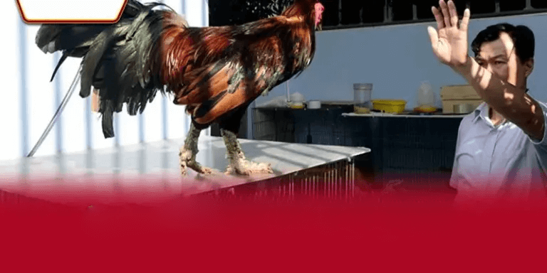 Nguồn gốc và tầm quan trọng của Đá Gà Thomo AA88 trong giới chơi cược