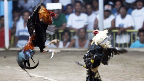 Lợi Ích Khi Chơi Đá Gà Tại Nhà Cá AA88