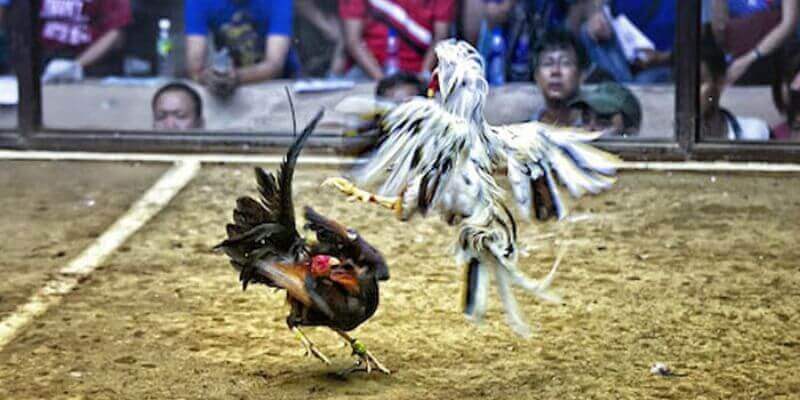 Lợi Ích Khi Chọn Nhà Cái AA88