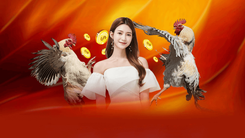 Kinh nghiệm thực chiến khi chơi đá gà chọi