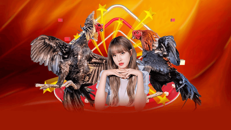 Tìm hiểu tổng quan về đá gà chọi