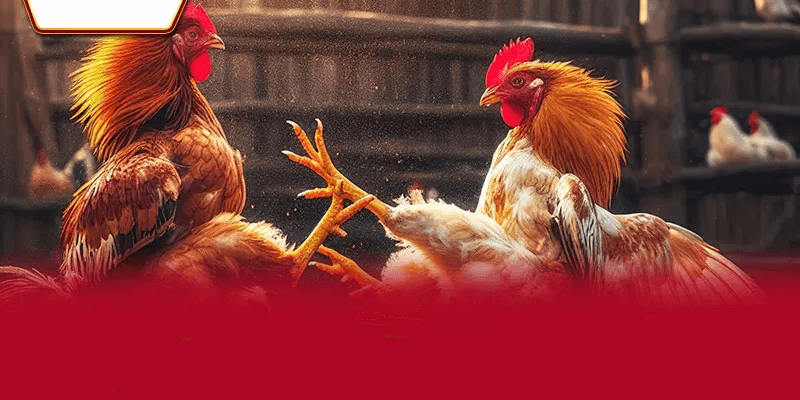 Các Chiến Thuật Nâng Cao Trong Đá Gà Trực Tiếp C4 Tại Nhà Cái AA88