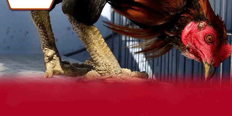 Các chiến thuật và kỹ năng chơi Đá Gà Thomo AA88