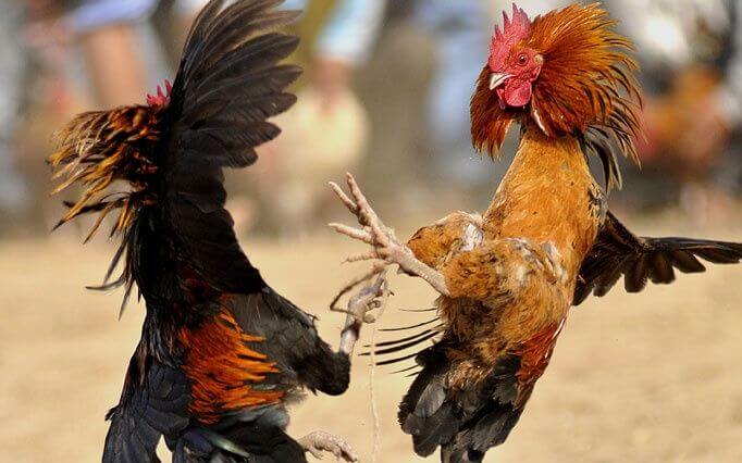 Đá Gà Mỹ Cựa Dao – Sức Hút Khó Cưỡng Từ Đấu Trường Quốc Tế