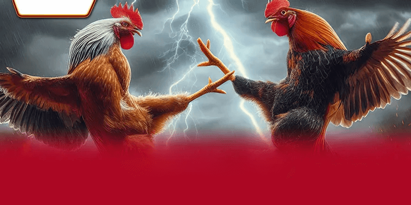 Giới Thiệu Về Nhà Cái AA88 Và Nền Tảng Cá Cược Đá Gà Trực Tuyến