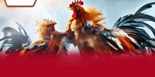 Những Bí Quyết Chơi Đá Gà Trực Tiếp C4 Tại Nhà Cái AA88 Thành Công