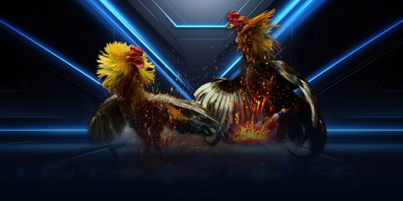 Đừng Bỏ Lỡ Trải Nghiệm Đá Gà Trực Tiếp Hôm Nay C4 Tại Nhà Cái AA88