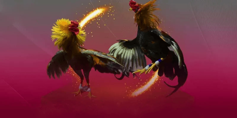 Kinh Nghiệm Soi Kèo Đá Gà Cựa Sắt Tại Nhà Cái AA88 Cho Người Mới Bắt Đầu