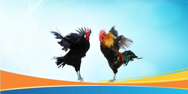 Kinh Nghiệm Soi Kèo Đá Gà Trực Tiếp Bên Thomo Tại Nhà Cái 88AA Thắng Lớn Từ Cao Thủ