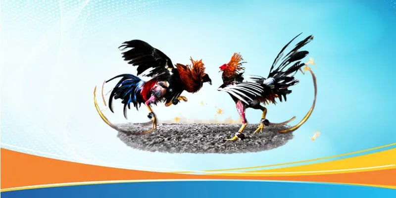 Thế Nào Là Đá Gà Trực Tiếp Bên Thomo Tại Nhà Cái AA88 – Trải Nghiệm Đặc Sắc Và Chất Lượng