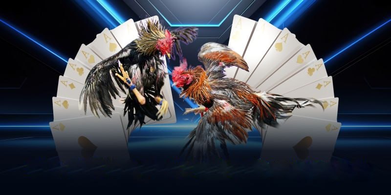 Kinh Nghiệm Xem Trực Tiếp Đá Gà 88 Hôm Nay Tại AA88 Không Thua Một Kèo