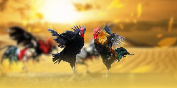 Những Ưu Điểm Nổi Trội Của Nhà Cái AA88 Khi Cung Cấp Dịch Vụ Đá Gà Trực Tiếp Thomo