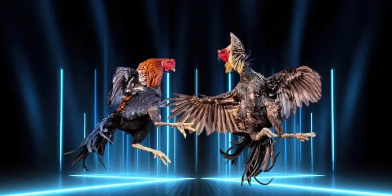 Đá Gà Trực Tiếp C3 Là Gì Tại Sao Lại Có Sức Hút Mãnh Liệt