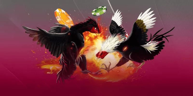 Khám phá các loại hình đá gà cực hot tại AA88