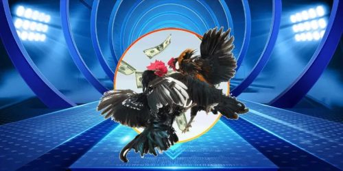 Nhà Cái AA88 – Sân Chơi Đá Gà Trực Tiếp C3 Uy Tín Số 1