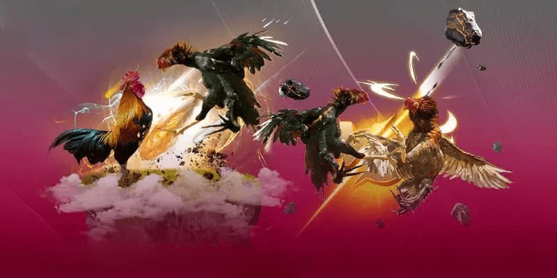 Tại sao nên xem đá gà trực tiếp tại AA88